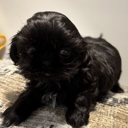 Mila - Black female Shih Tzu puppy in Covington, Georgia from Top Hats 2  Shih Tzu’s