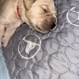 Golden Retriever Puppies from Novas Golden Puppies