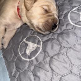 Golden Retriever Puppies from Novas Golden Puppies