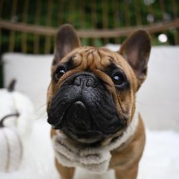 Flynn - French Bulldog
