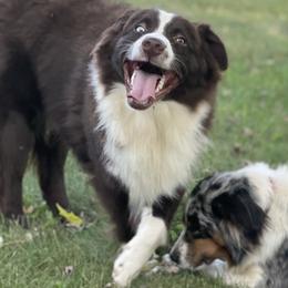 Miniature Australian Shepherds from Apple Tree Mini Aussies