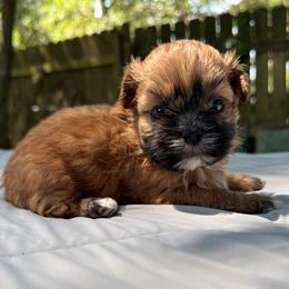 Boy 3 - Tricolor male Shih Tzu puppy in Mobile, Alabama from FluffyTail Shih Tzu