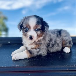 Chanel - Blue merle female Miniature Australian Shepherd puppy in Dayton, Washington from Rafter 22 Aussies