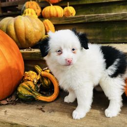 Girl 1 - Blue merle female Miniature Australian Shepherd puppy in Randleman, North Carolina from Deep River Aussies