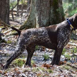 German Shorthaired Pointers from Windheim GSPs
