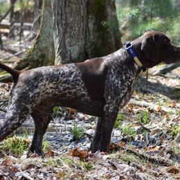 German Shorthaired Pointers from Windheim GSPs