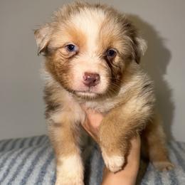 Tater Tot - Red merle male Australian Shepherd puppy in Anniston, Alabama from All Hale Aussies