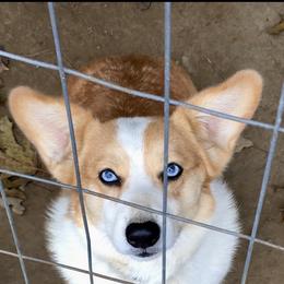 Ivy - Pembroke Welsh Corgi