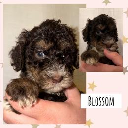 Blossom - Phantom female Poodle puppy in Surprise, Arizona from Oh Doodles Doodlery