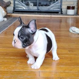 Girl 1 - White and brindle female French Bulldog puppy in Cleveland, Ohio from Pleasant Valley French Bulldogs