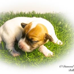 Russell Terrier Puppies from Diamond D Jacks
