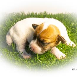 Russell Terrier Puppies from Diamond D Jacks