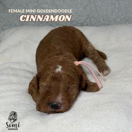 Cinnamon - Red  female Goldendoodle puppy in Palmetto Bay, Florida from SOMIDOODLES