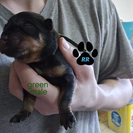 Green - Black and mahogany Rottweiler puppy in Tangent, Oregon from Raya's Royals