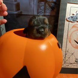 Girl 2 - Black and mahogany female Rottweiler puppy in Detroit, Michigan from Dark Storm Kennels