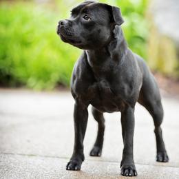 Karma - Staffordshire Bull Terrier