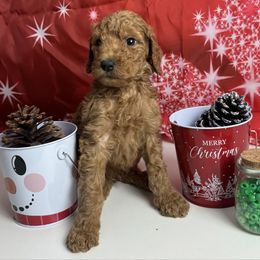 Green Collar Standard Poodle - Red  male Poodle puppy in Murrayville, Georgia from Spoiled Rotten Kennels