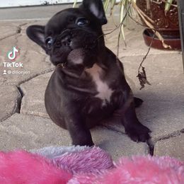 Cane Corso and French Bulldog Puppies from Jens Den