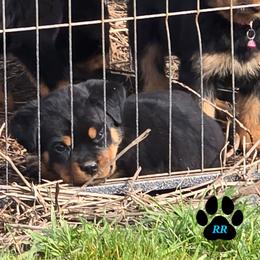Moka - Black and mahogany female Rottweiler puppy in Tangent, Oregon from Raya's Royals