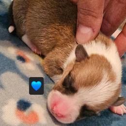 Bugs - Red male Pembroke Welsh Corgi puppy in Frontenac, Kansas from Holloway Corgis