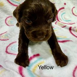 Yellow Girl - Brown female Boykin Spaniel puppy in Milan, Georgia from Dixie Darlin Boykins
