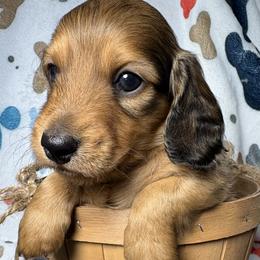 Eeny - Red male Dachshund puppy in West Plains, Missouri from Little Legs Legacy