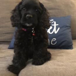 Cocker Spaniel Puppies from Anastasia Knight's Cocker Spaniels