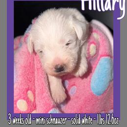 Hilary - White female Miniature Schnauzer puppy in Falcon, Missouri from The Way Dog Breeding