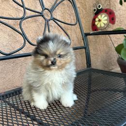 Luna - Blue merle female Pomeranian puppy in Stockton, California from lunas_poms