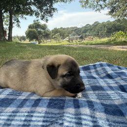 Claude - Fawn male Anatolian Shepherd Dog puppy in Starr, South Carolina from Home with Havanese