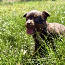 Ruby - Red tri female Miniature Australian Shepherd puppy in Michie, Tennessee from Acton Aussies