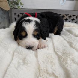 The Grinch - Tri-color male Bernedoodle puppy in Hegins, Pennsylvania from Bubbling Springs Doodles, LLC