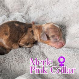 Pink Girl - Merle female Shihpoo puppy in Rockledge, Florida from Stormie's Doodles