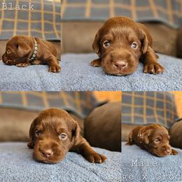 Black Collar - Chocolate male Labrador Retriever puppy in Boyd, Minnesota from Lindley Labradors