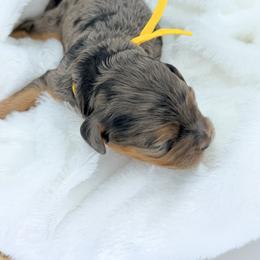 Girl 3 - Merle female Cavapoo puppy in Georgetown, Texas from Mc Doodles of Texas LLC