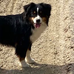 Miniature American Shepherds from Linda Malaussena