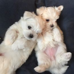 Maltese Puppies from Oak Grove Maltese