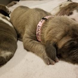 Great Dane Puppies from Broken Arrow Danes