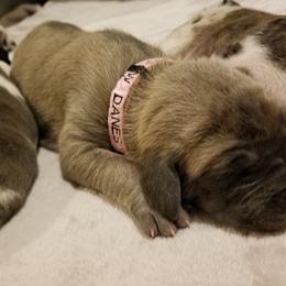 Great Dane Puppies from Broken Arrow Danes