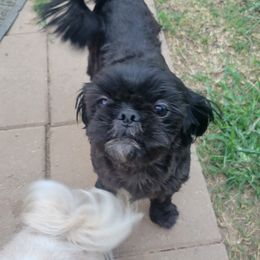 Joy - Shih Tzu