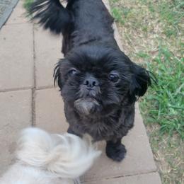 Joy - Shih Tzu