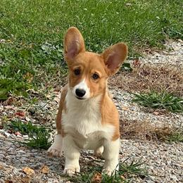WM F1 - Red female Pembroke Welsh Corgi puppy in Stockton, Iowa from Infinity Corgis
