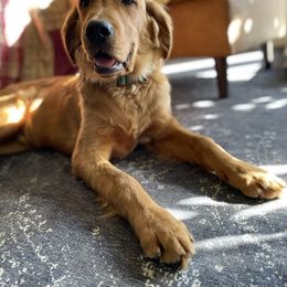 Golden Retriever Puppies from Elm Hollow Golden Retreivers