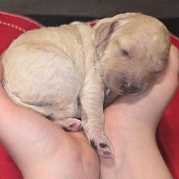Peppermint Patty - Cream female Aussiedoodle puppy in Cumberland, Rhode Island from W Doodle Crew