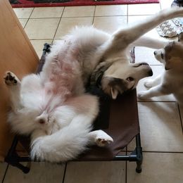 Alaskan Malamute Puppies from Delphi Alaskan Malamutes