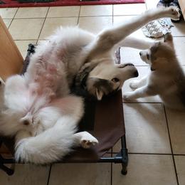 Alaskan Malamute Puppies from Delphi Alaskan Malamutes