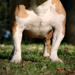 American Bullies from Unleashed Bully Squad LLC