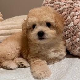 Sandy - Cream female Maltipoo puppy in Bakersfield, California from Silvia's Maltipoos