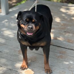 Rottweilers from Vom haus Ferguson Rottweilers