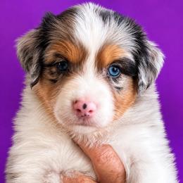 Fire - Blue merle female Australian Shepherd puppy in Marshall, Virginia from Aussie Tales Farm